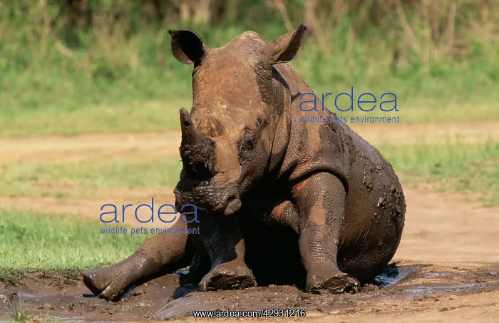 : White / Square-lipped RHINOCEROS - Wallowing in mud : White / Square-lipped RHINOCEROS - Wallowing in mud
