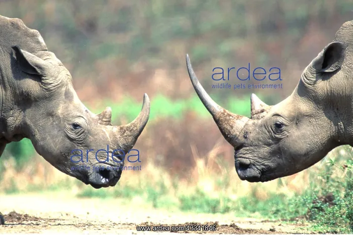 : WHITE / Square-Lipped Rhinoceros - x two, head to : WHITE / Square-Lipped Rhinoceros - x two, head to