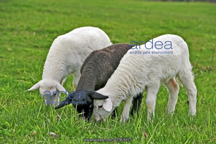 : Two white St. Croix Lambs and one black Suffolk : Two white St. Croix Lambs and one black Suffolk