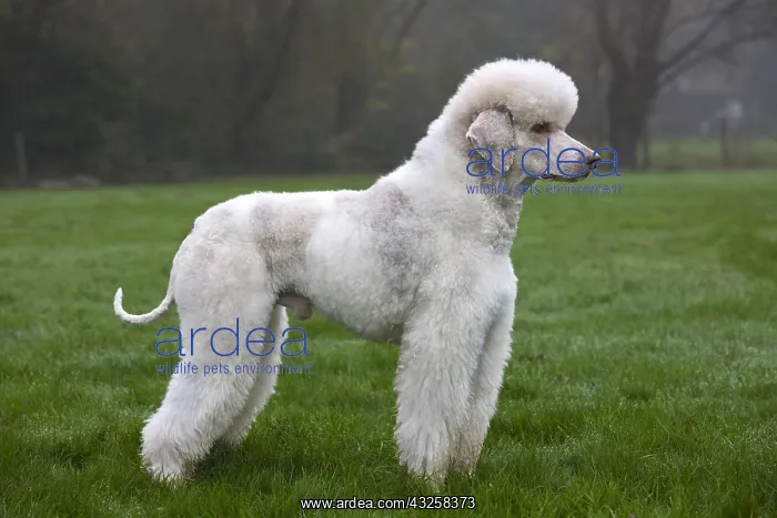 : White standard poodle (Canis lupus familiaris) in garden : White standard poodle (Canis lupus familiaris) in garden