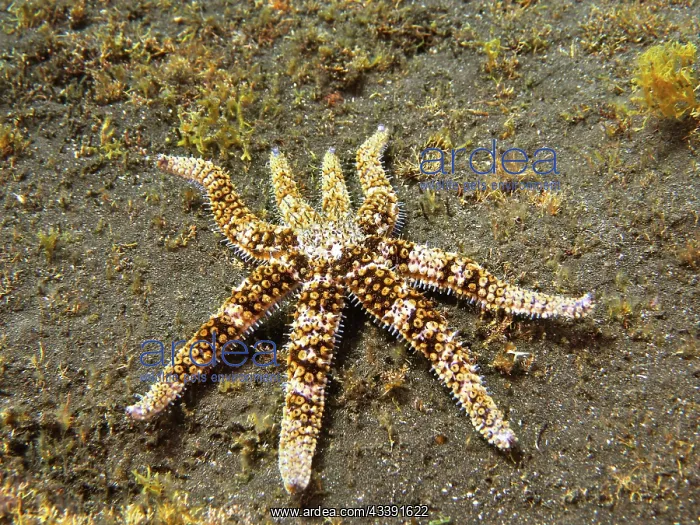 : White starfish (Coscinasterias tenuispina), dive : White starfish (Coscinasterias tenuispina), dive