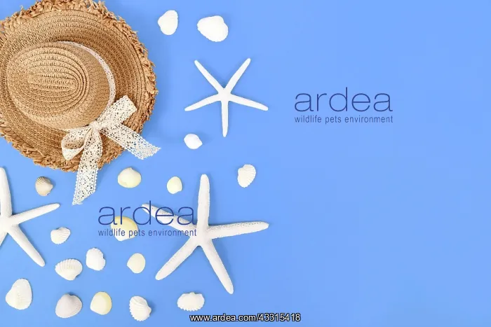 : White starfish, seashells and summer straw hat on : White starfish, seashells and summer straw hat on