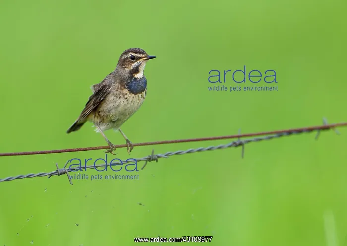 : White-starred Blue-throat (Luscinia svecica cyanecula) : White-starred Blue-throat (Luscinia svecica cyanecula)