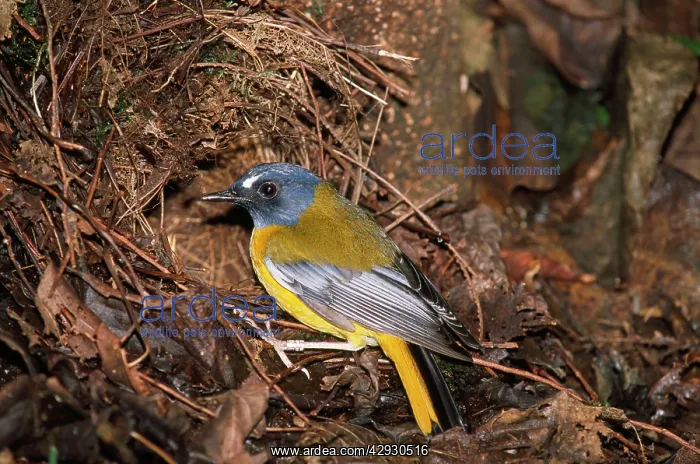 : White-starred Bush Robin - at nest : White-starred Bush Robin - at nest