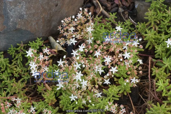 : White stonecrop : White stonecrop