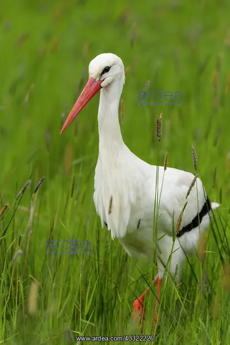  : White Storck (Ciconia ciconia), in meadow, Hessen