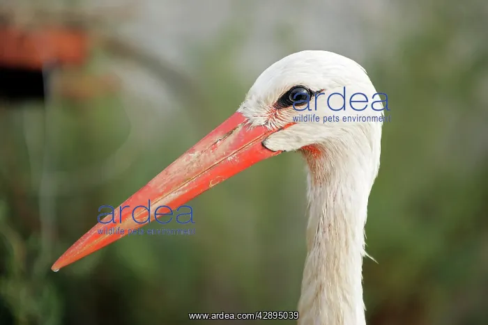 : White Stork : White Stork