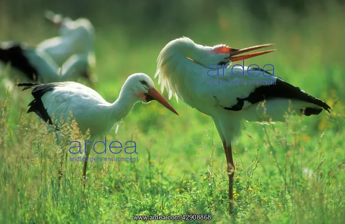 : White STORK : White STORK