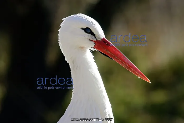  : White stork