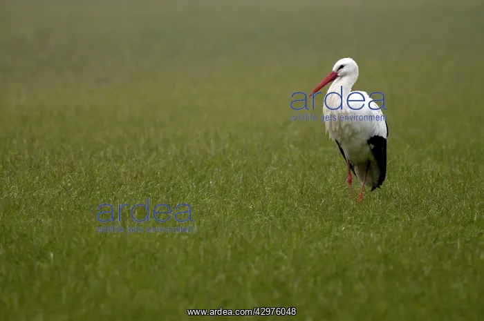  : White Stork