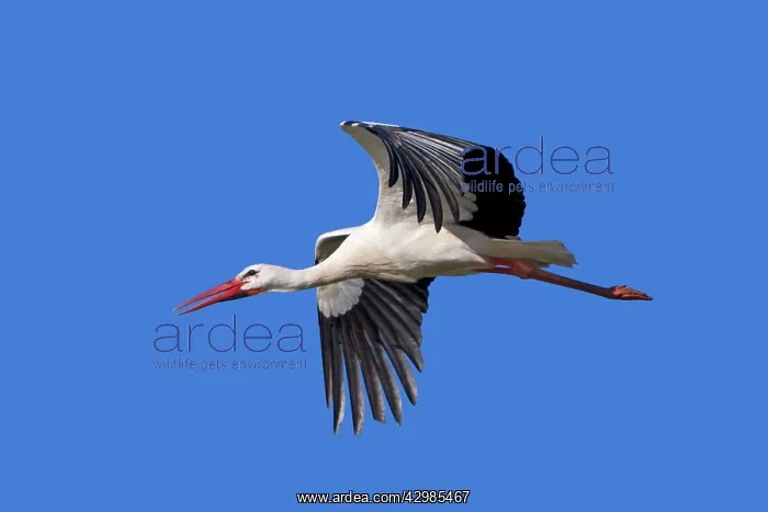  : White Stork