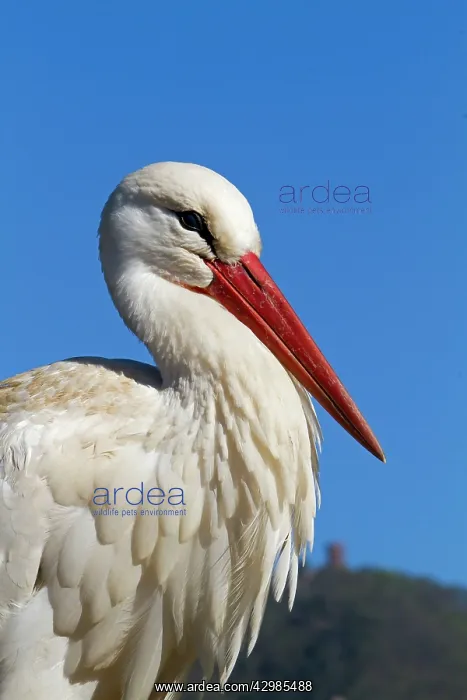 : White Stork : White Stork
