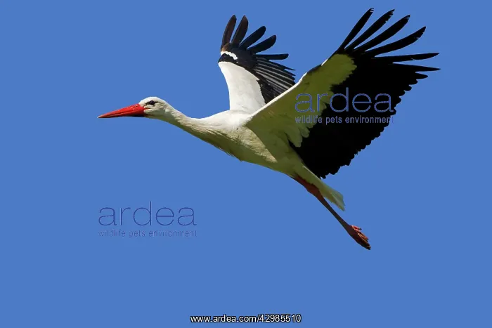: White Stork : White Stork