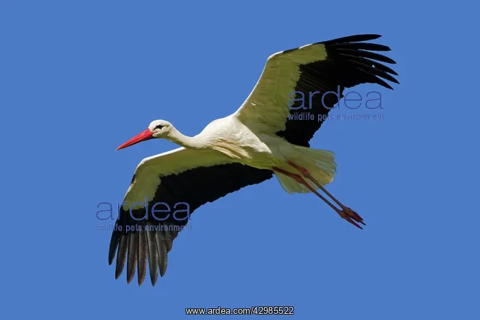 : White Stork : White Stork