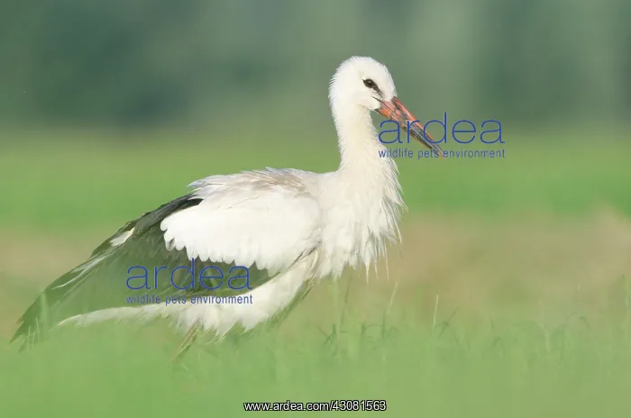 : White Stork : White Stork