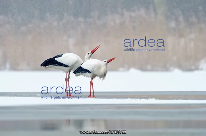 : White Stork : White Stork