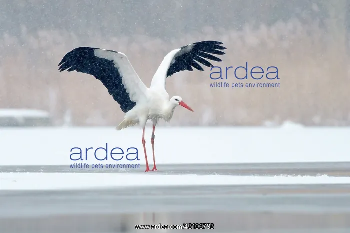 : White Stork : White Stork