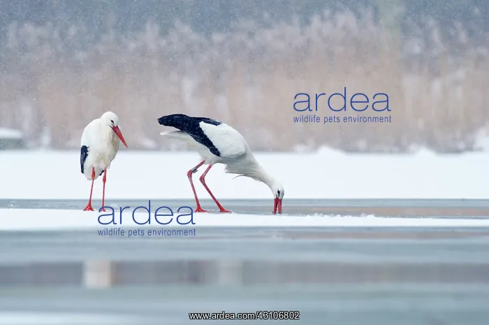 : White Stork : White Stork
