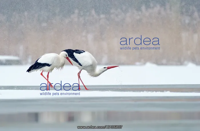 : White Stork : White Stork