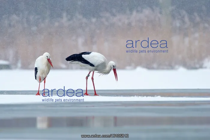 : White Stork : White Stork