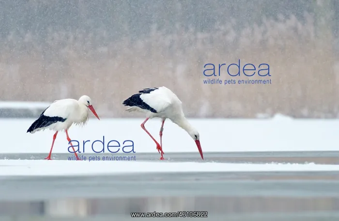 : White Stork : White Stork