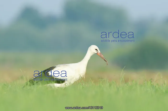 : White Stork : White Stork
