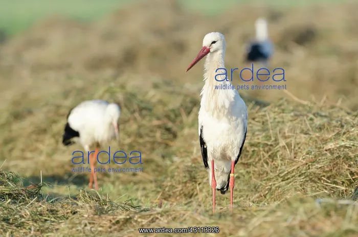 : White Stork : White Stork