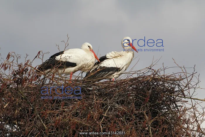 : White Stork : White Stork