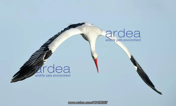 : White Stork : White Stork
