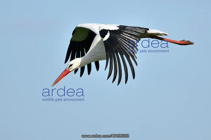 : White Stork : White Stork