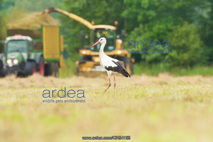 : White Stork : White Stork