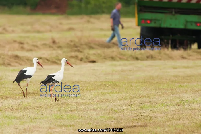: White Stork : White Stork