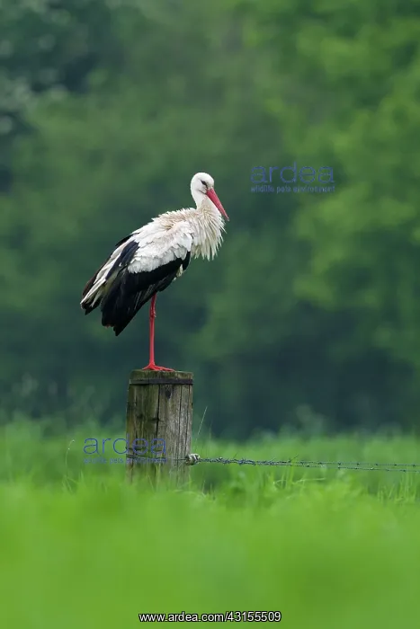 : White Stork : White Stork