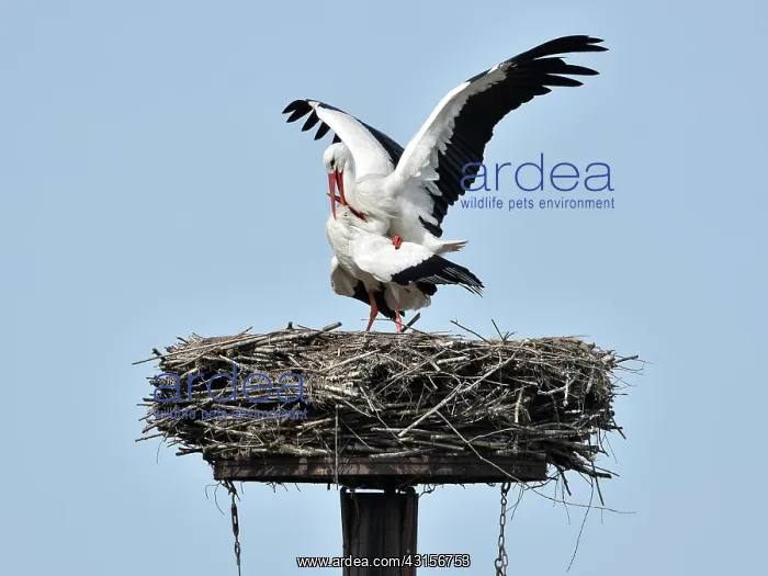: White Stork : White Stork
