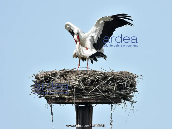 : White Stork : White Stork