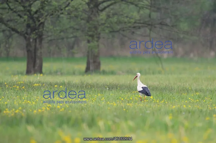 : White Stork : White Stork