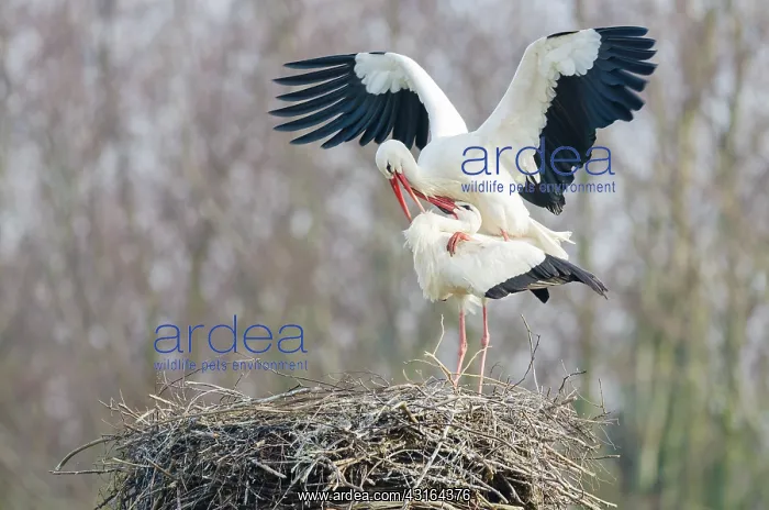 : White Stork : White Stork