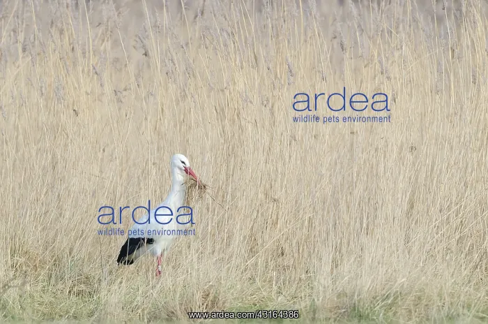: White Stork : White Stork