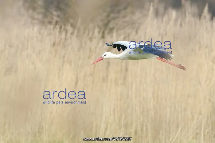 : White Stork : White Stork