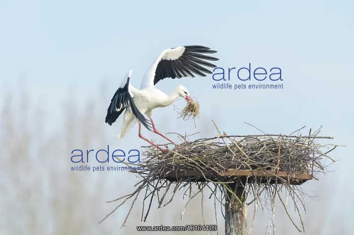 : White Stork : White Stork