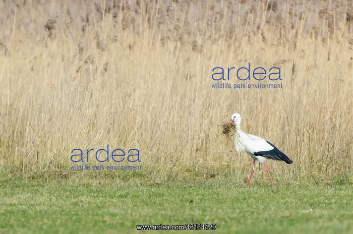 : White Stork : White Stork