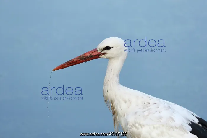 : White Stork : White Stork