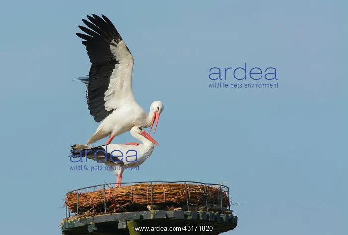 : White Stork : White Stork