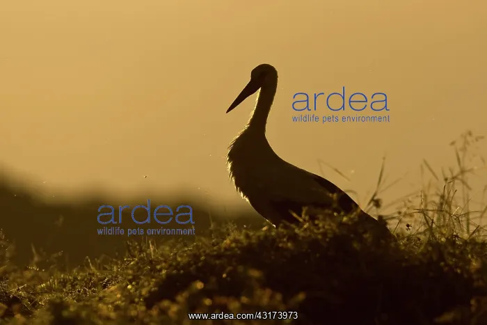 : White Stork : White Stork