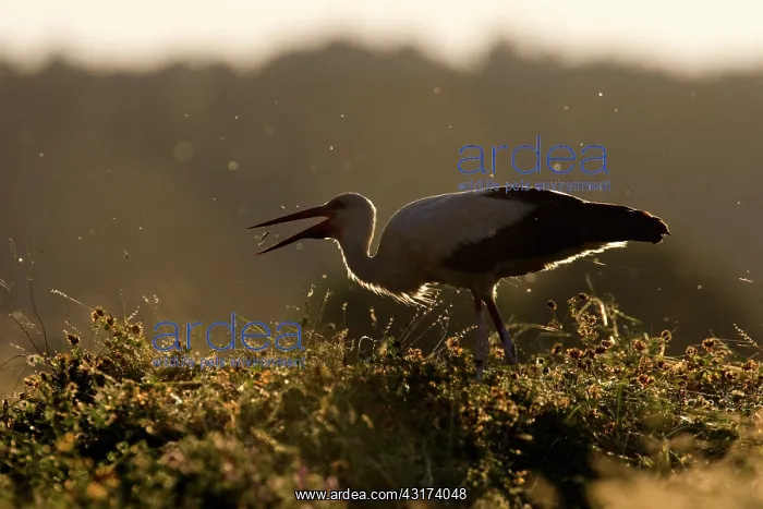 : White Stork : White Stork