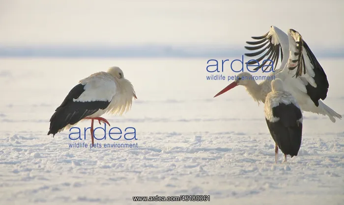 : White Stork : White Stork