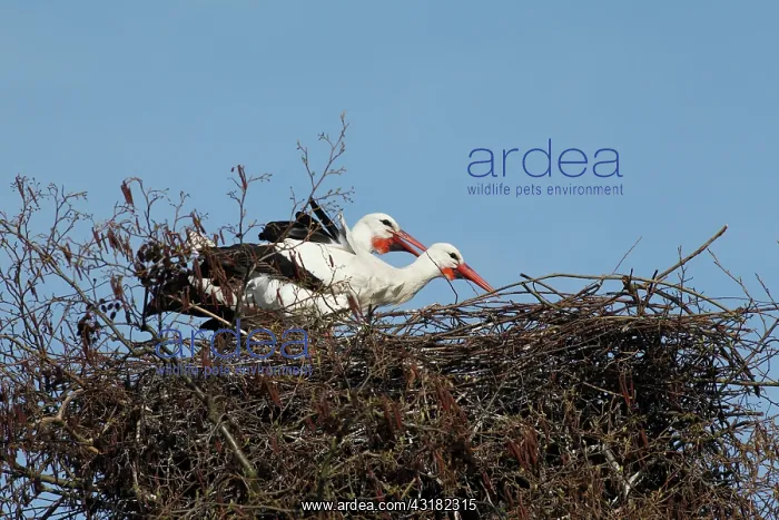 : White Stork : White Stork