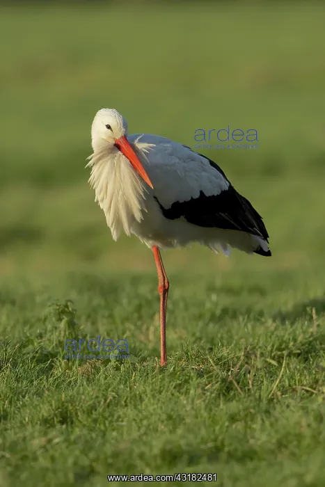 : White Stork : White Stork