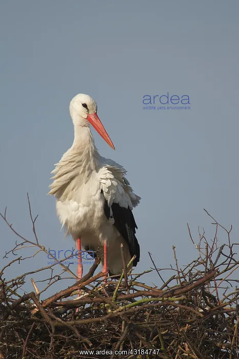 : White Stork : White Stork