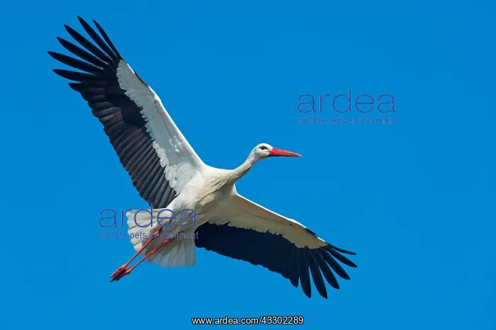 : White Stork : White Stork